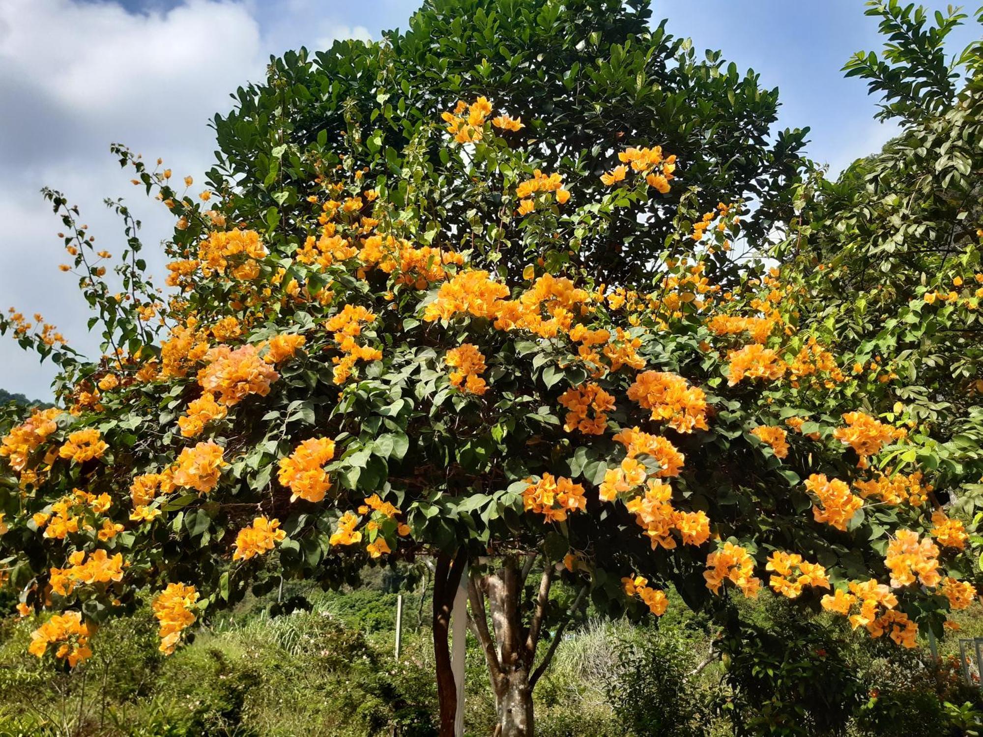 Central Hills Cat Ba Xuan Dam ภายนอก รูปภาพ